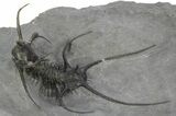 Spiny Ceratarges Trilobite - Zireg, Morocco #242120-1